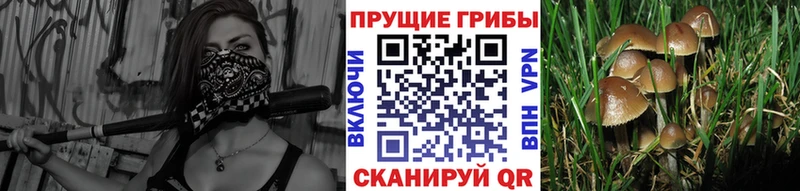 закладка  ОМГ ОМГ зеркало  Псилоцибиновые грибы ЛСД  Николаевск-на-Амуре 